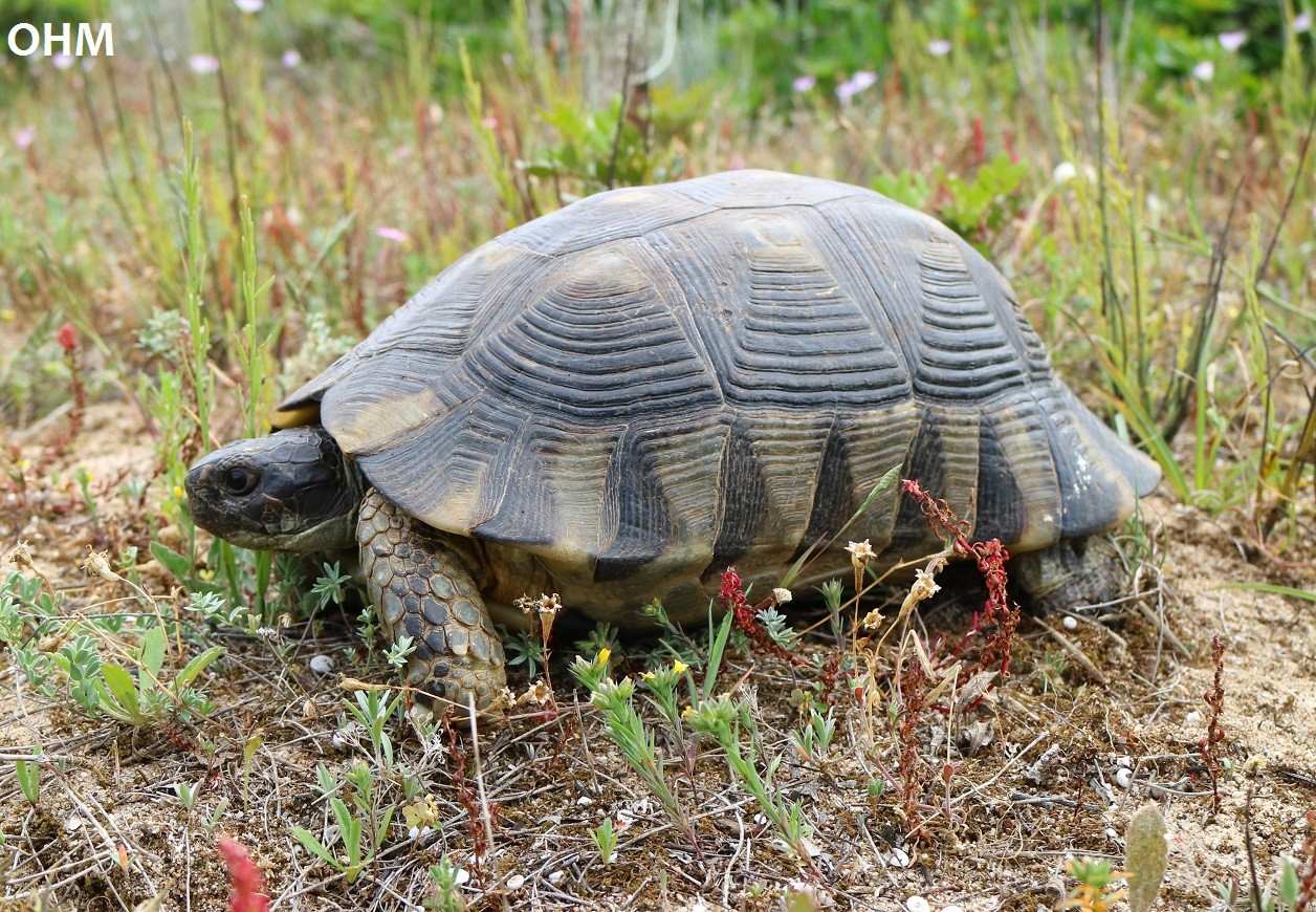 Bredrandet landskildpadde mellem blomster i naturen