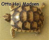 Bredrandet landskildpaddeunge