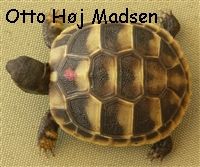 Græsk landskildpaddeunge