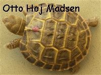 Russisk landskildpaddeunge