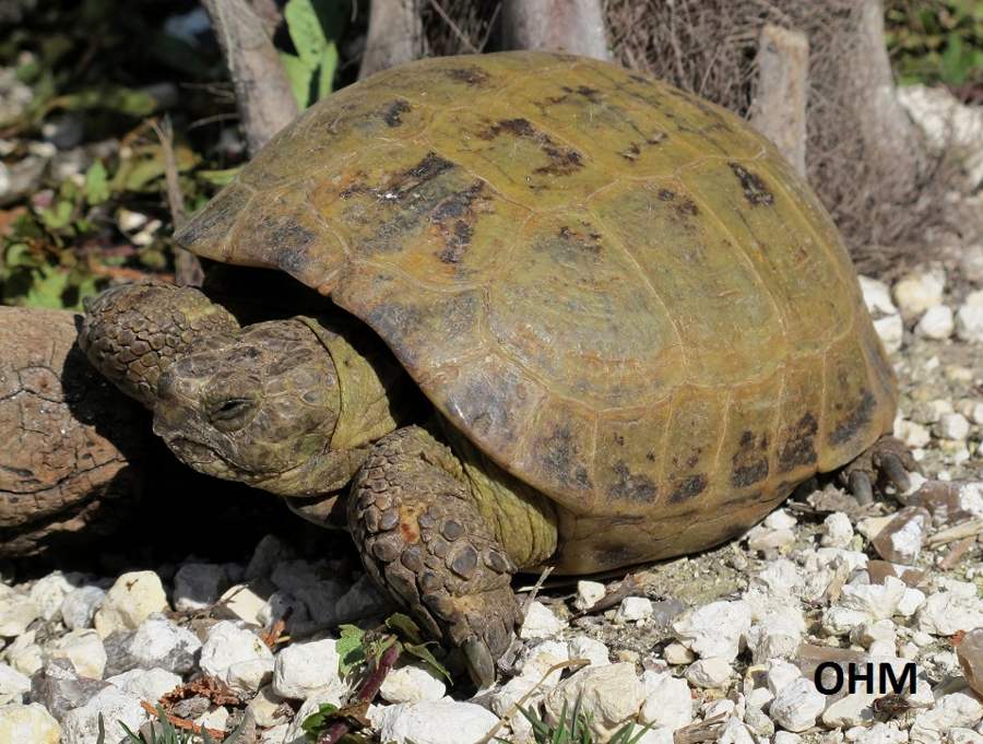 Russisk landskildpadde