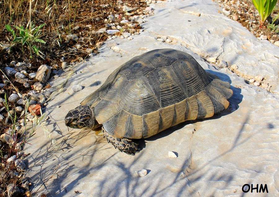 Bredrandet landskildpadde